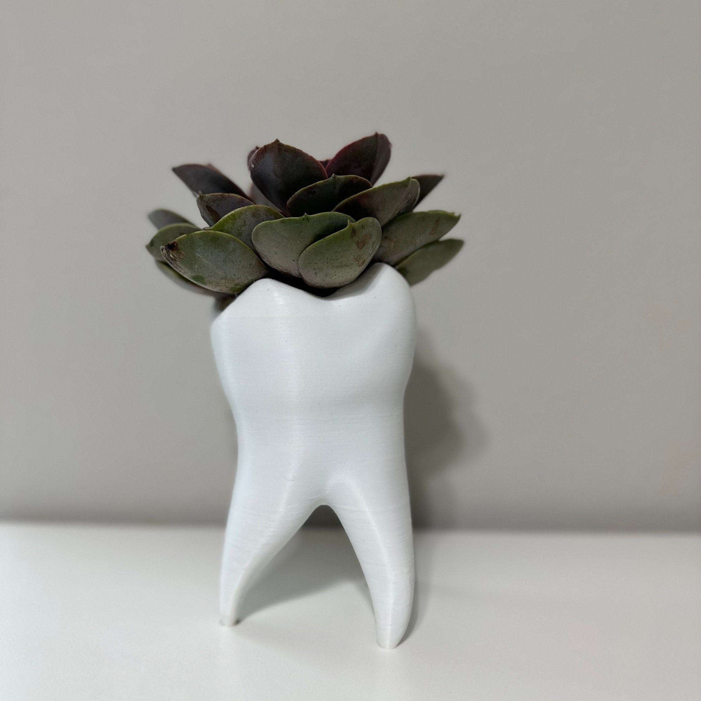 Tooth Shape Plant Pot - Cute Tooth Planter - Dentist Gift Ideas - Tooth Home Decor - Dental Office Decor - Dentist Office Pen Holder